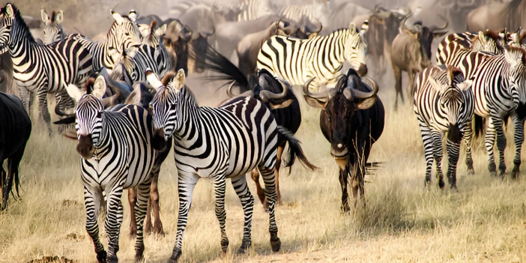Migration of Zebras